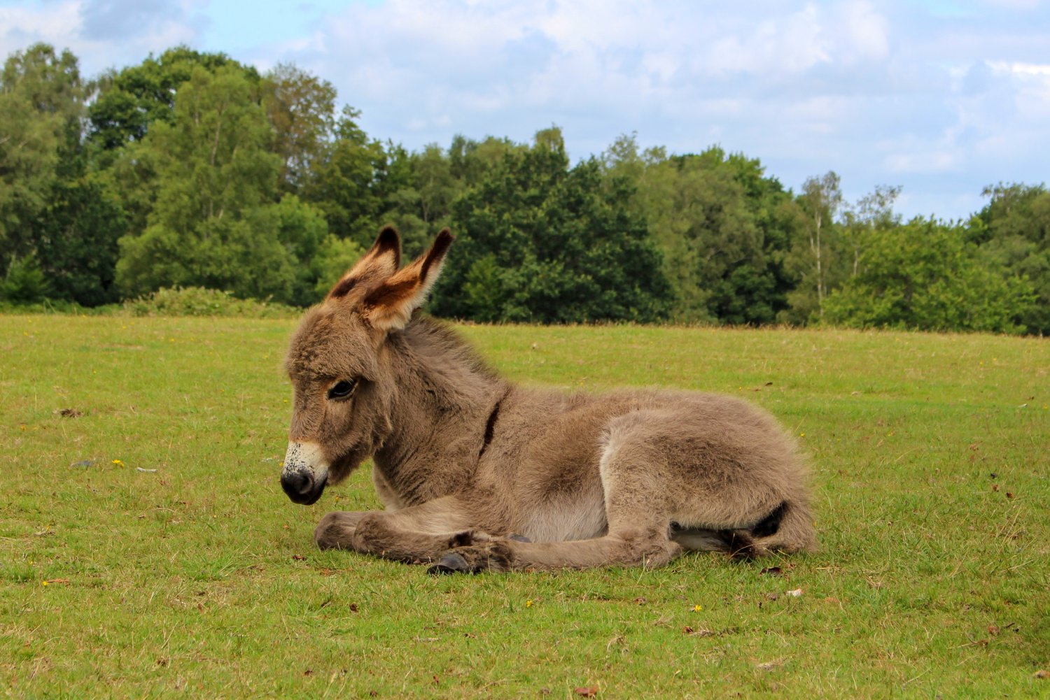 Keeping Donkeys: The Pros & Cons