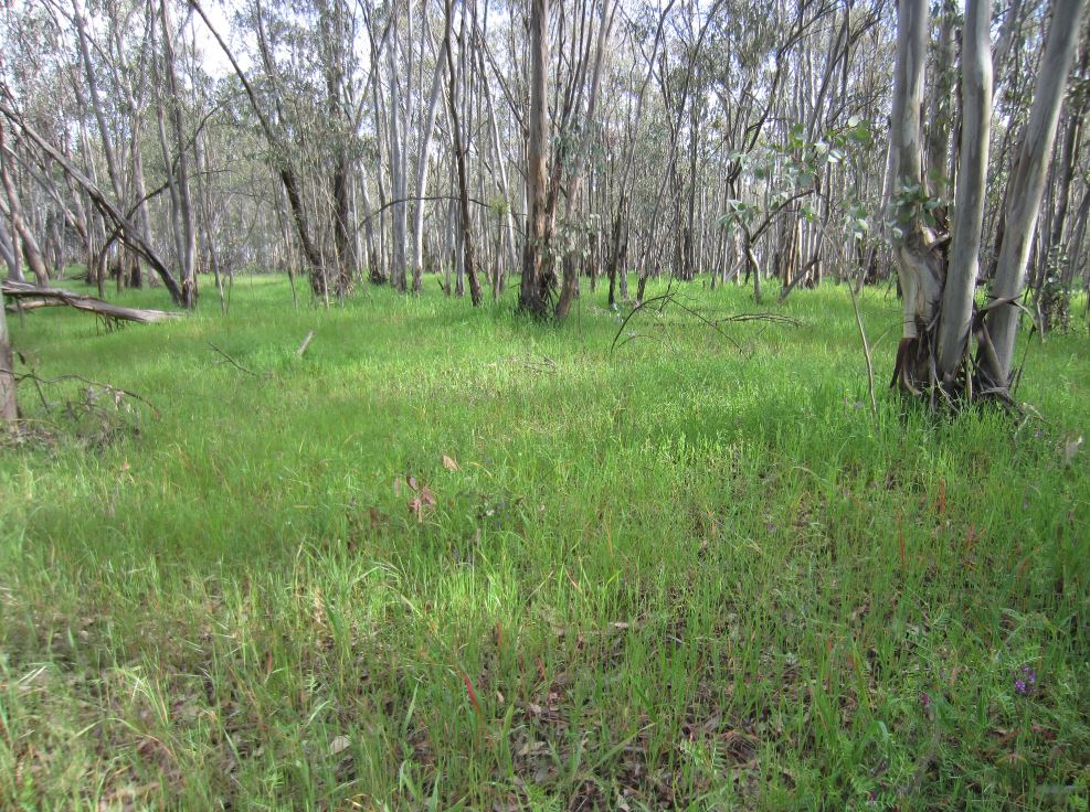 Eucalyptus Forest 2.JPG