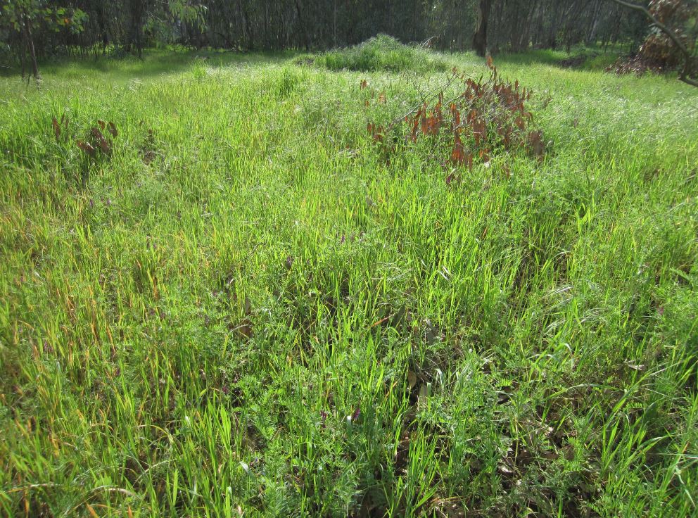 Eucalyptus Forest 3.JPG