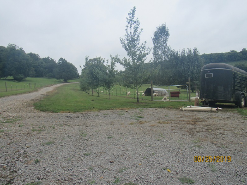 Ewe herd2 25 Aug 2019.JPG