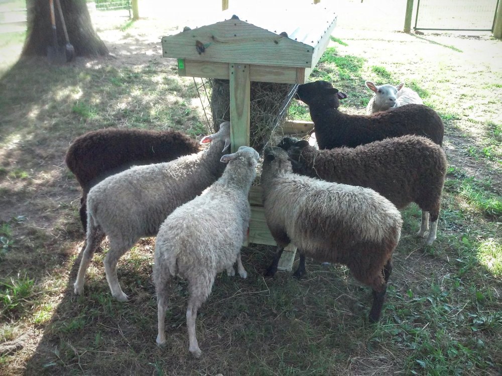 Ewes and Feeder.jpg