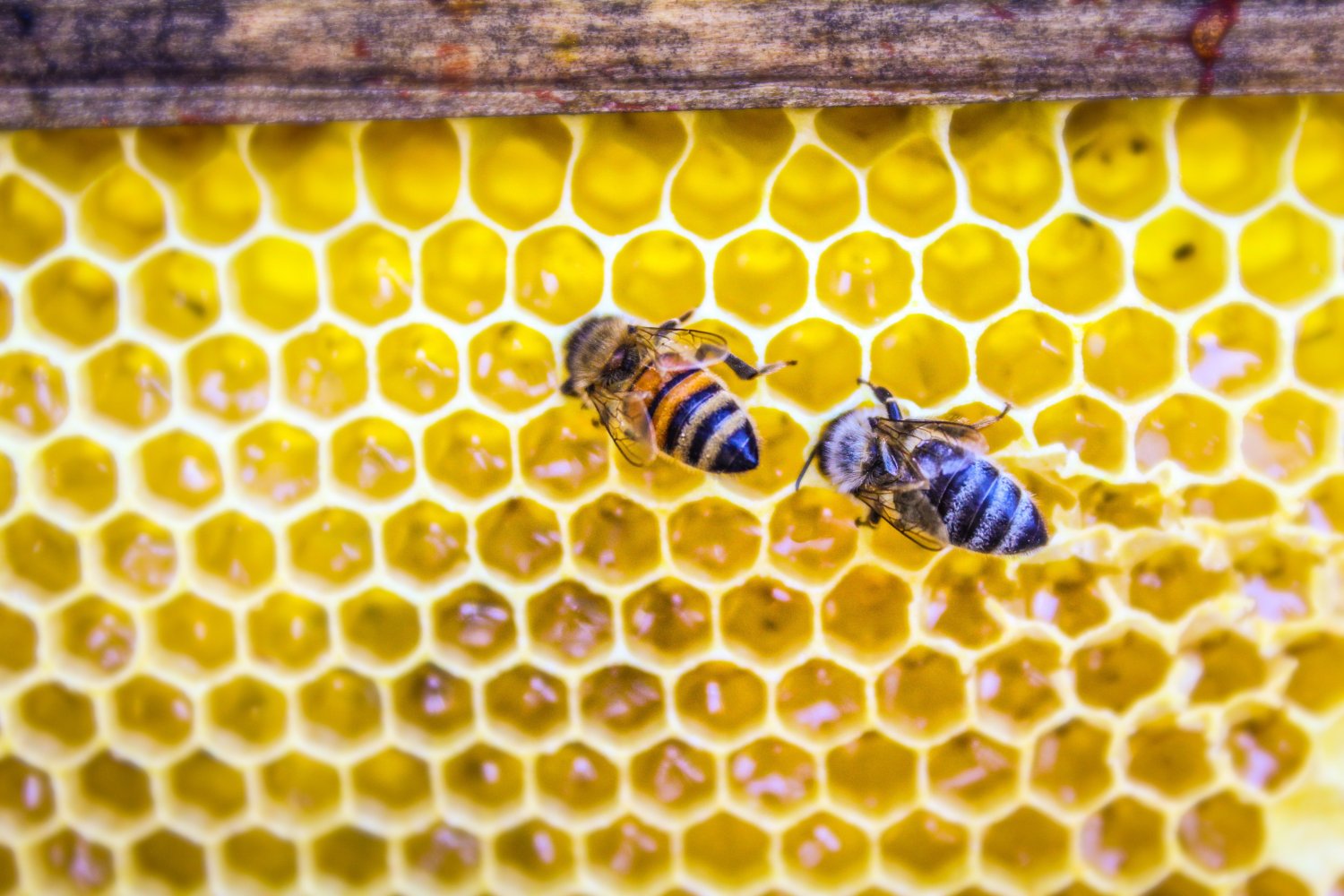 Planting a Bee Garden for Better Honey
