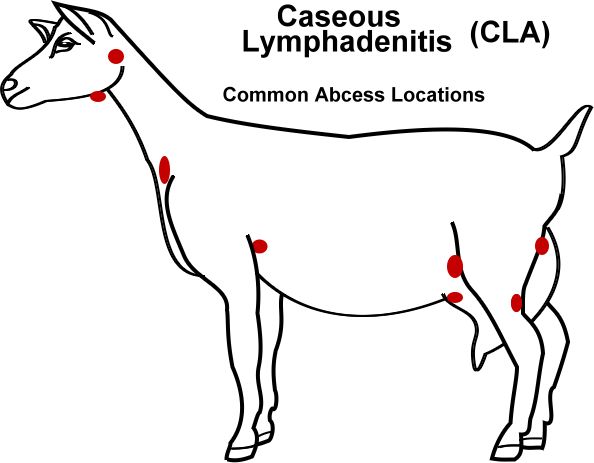 f6e7c86d6abc2bccae0891936d1938be-livestock-goats-jpg.41674