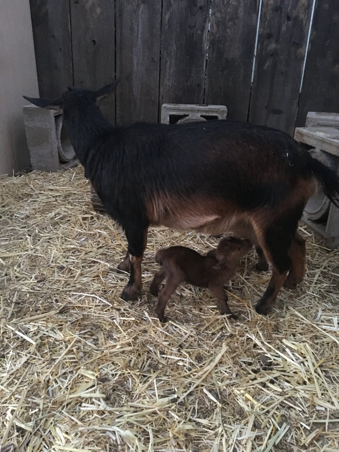 Tiny runt kid. Bottle feed? | BackYardHerds - Goats, Horses, Sheep ...