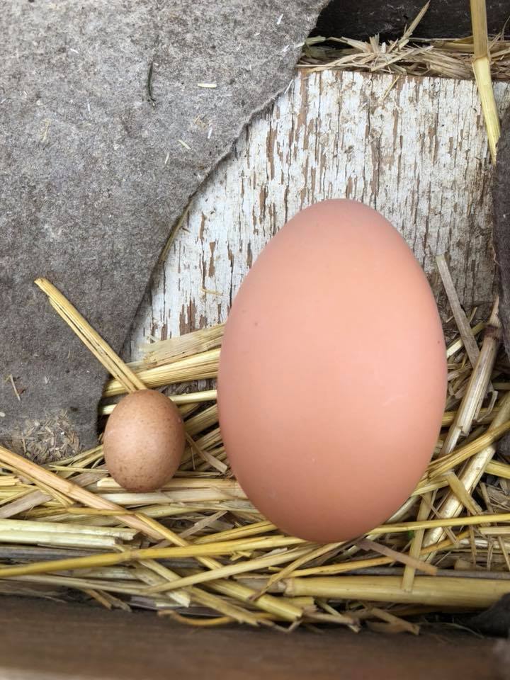 Fairy Egg.jpg