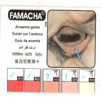 FAMACHAR-anaemia-guide.png