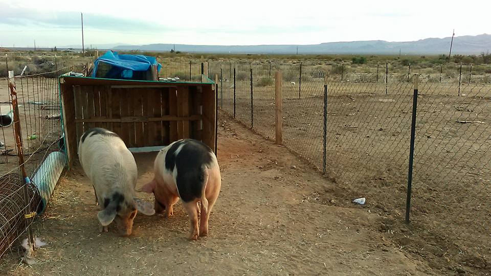 Farrowing pen3.jpg