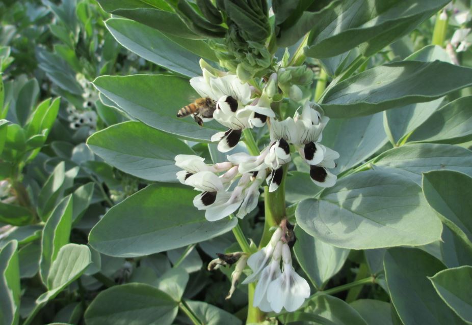 Fava Blooms 2018 w bees.JPG