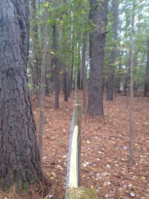 fence 5.jpg