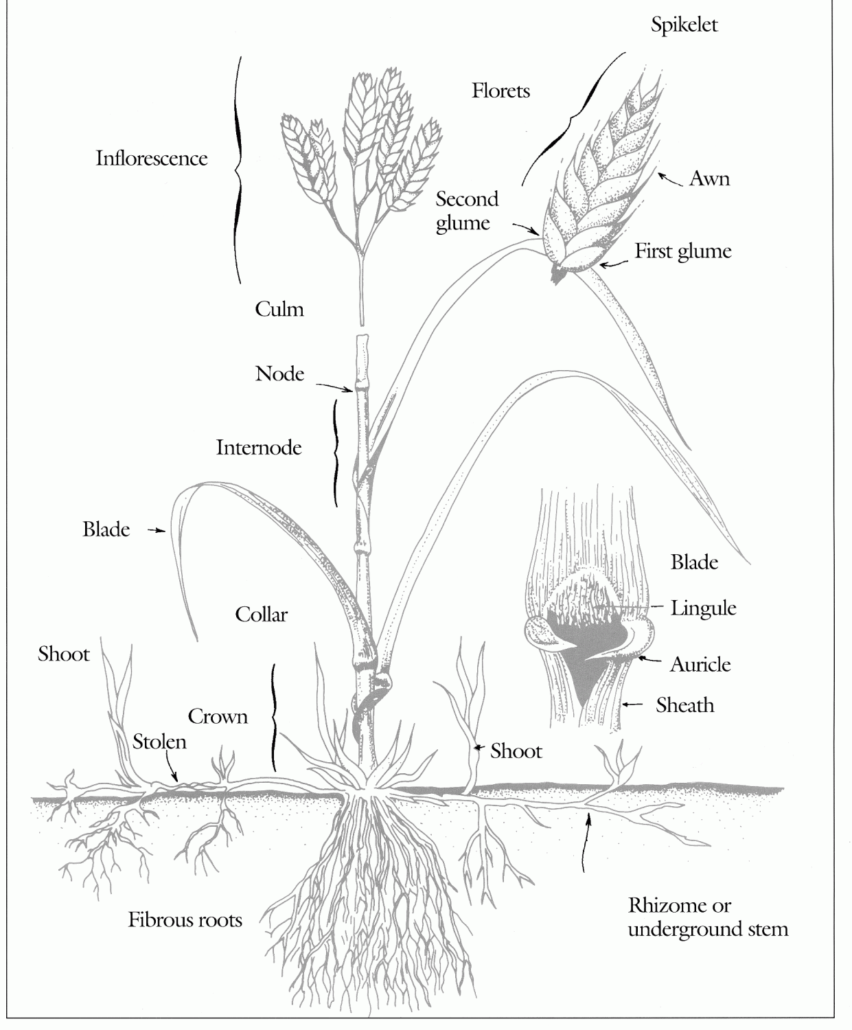 Fig6-3.gif