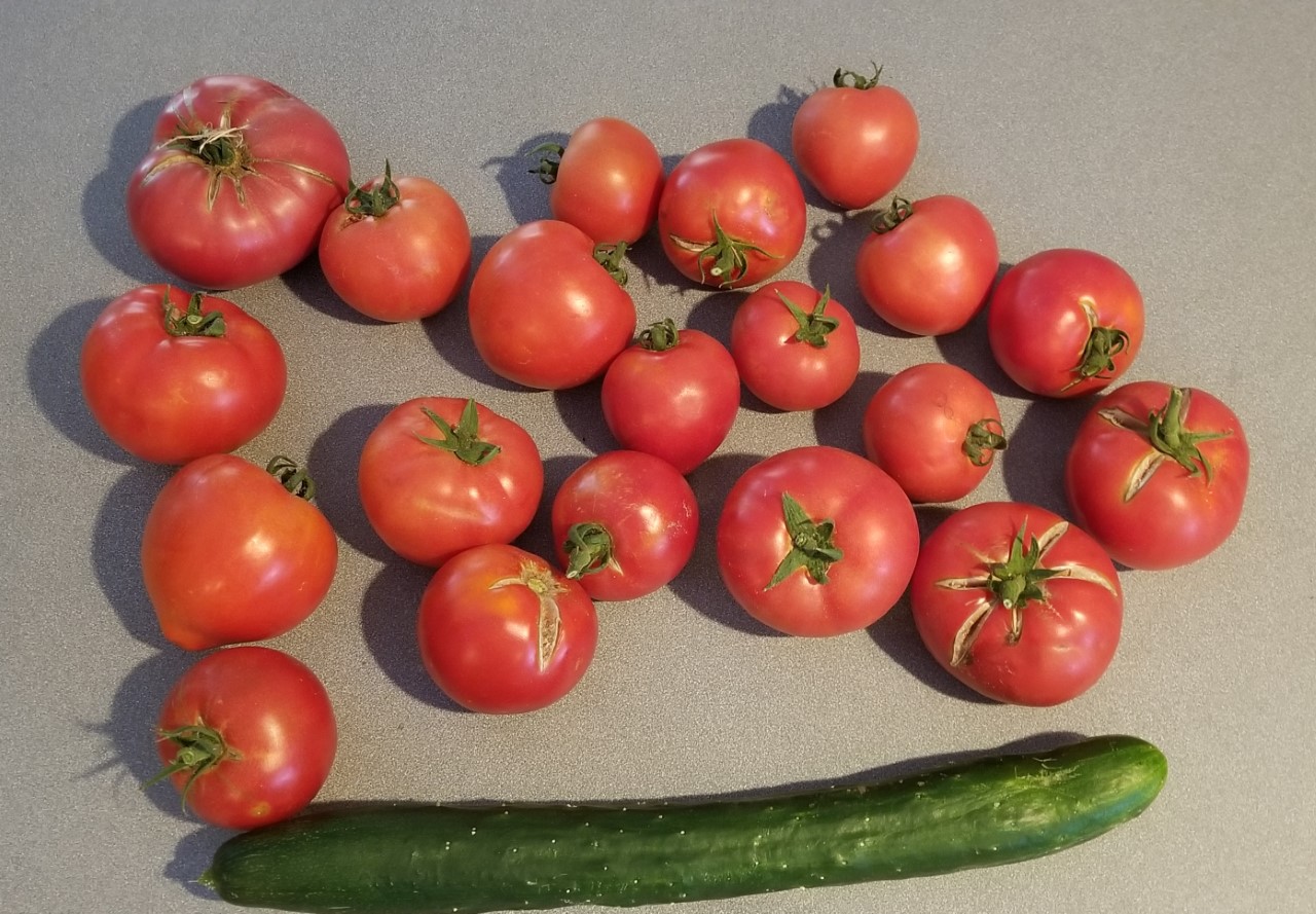 First Tomatoes for Canning  7.15.2020.jpg