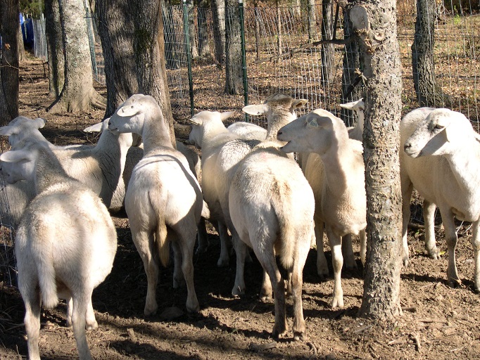 For BYH Flock getting some sun 19 Nov 2016.JPG