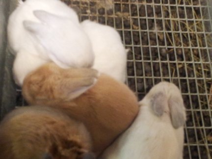 French Angora-5 babies-4-6-2014.jpg