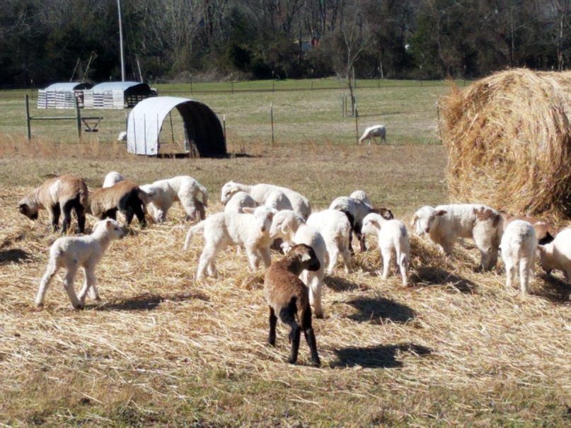 Gaggle of lambs 21 Feb 2020.jpg