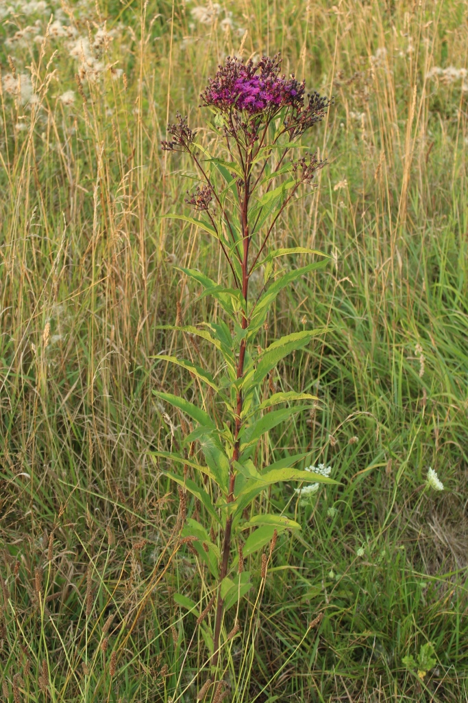 Giant ironweed.JPG