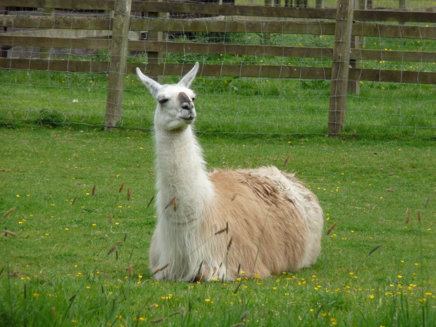 Why You Should Add Llamas To Your Backyard Herd