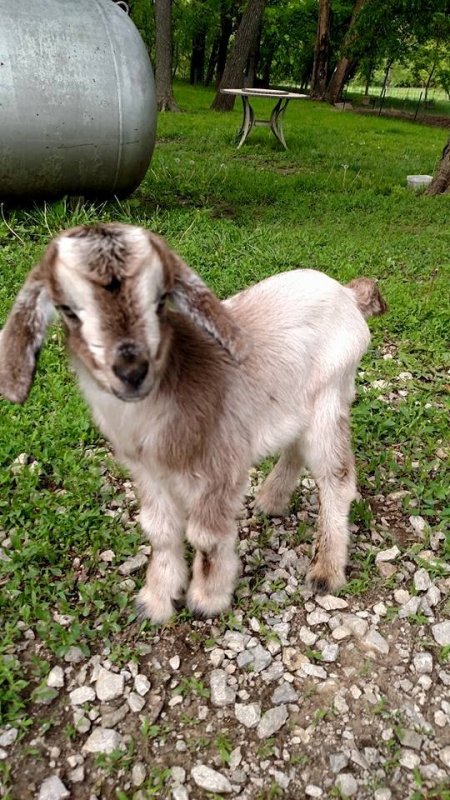 Goat baby 1.jpg