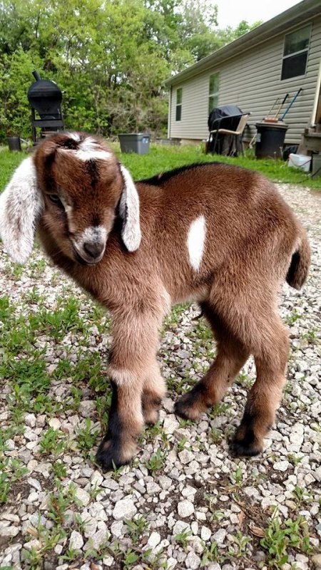 Goat baby 2.jpg