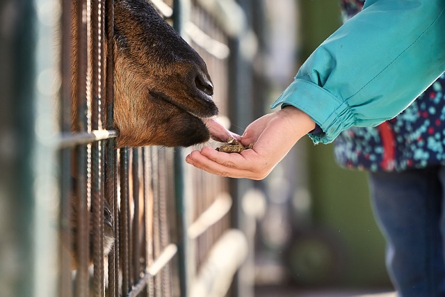 Top 10 Goat Treats