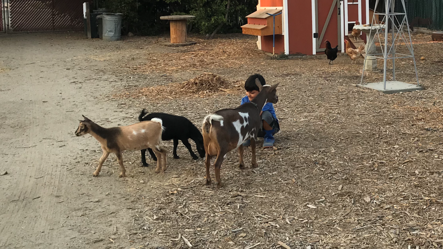 Goats first week.png