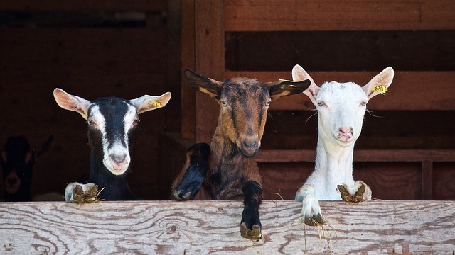 goats-g3136222de_640.jpg