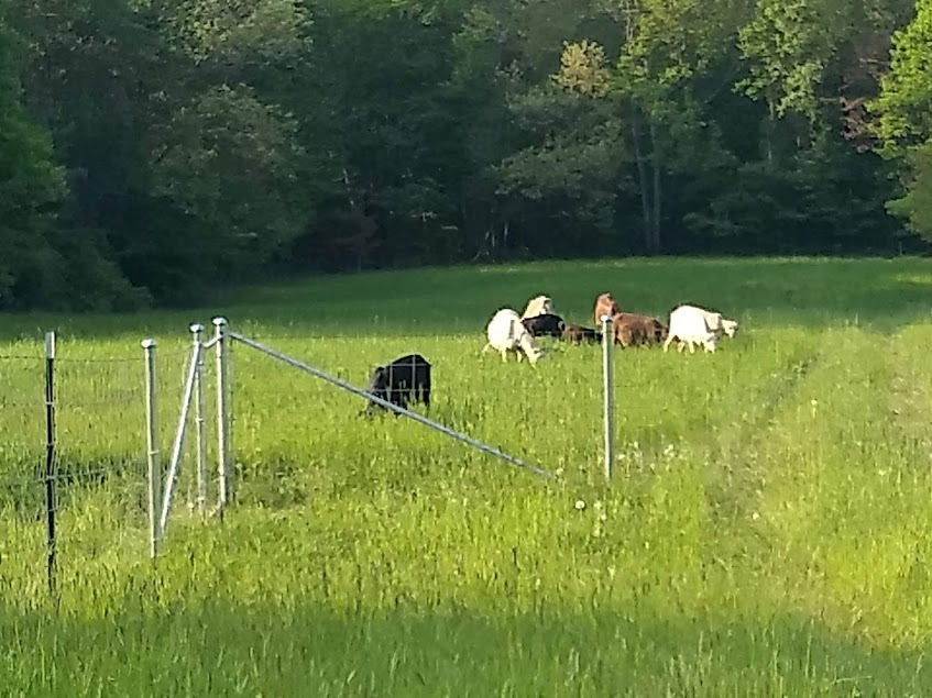 goats grazing.jpg