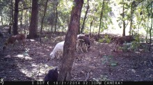 goats on trail cam.png