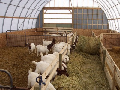 goats_eating_hay_new_barn.jpg