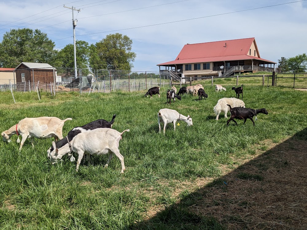 Grass eating goats.jpg