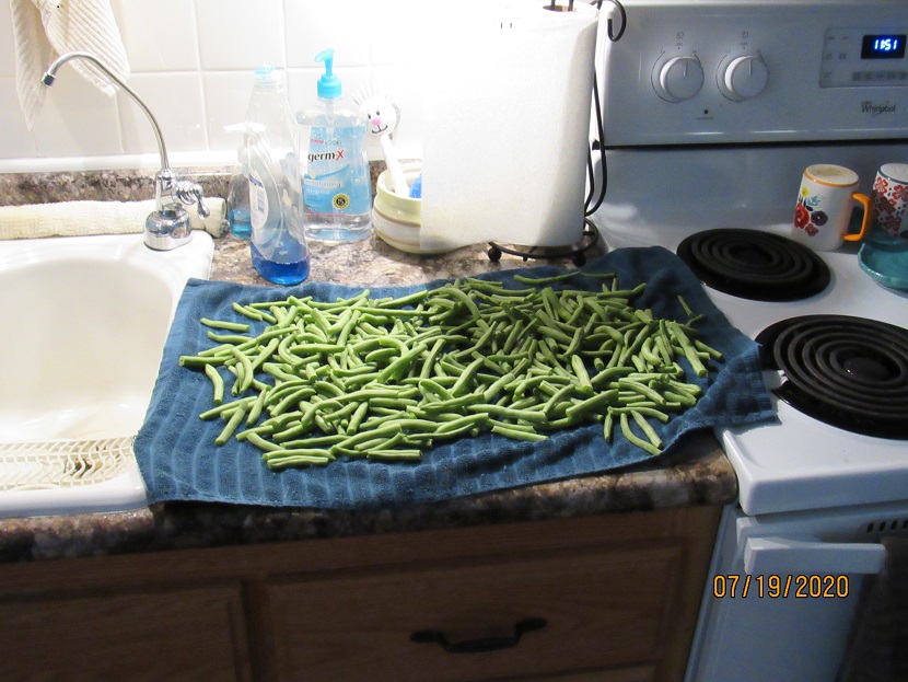 Green beans 19 July 2020.JPG
