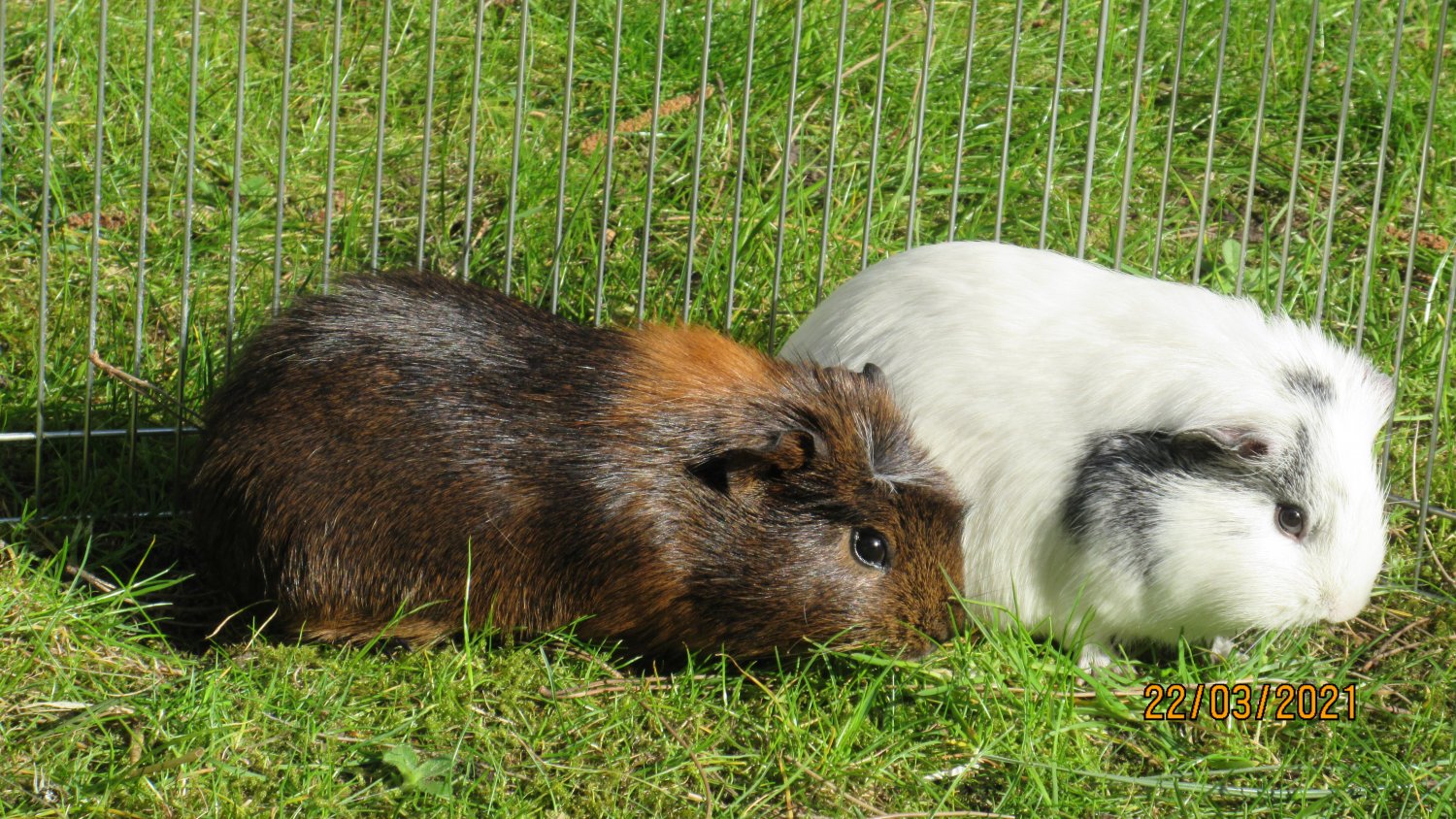 guineas in sun.JPG