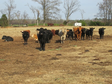 Hay 8 Cows.jpg