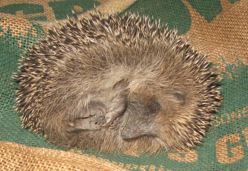 Hedgehog.jpg