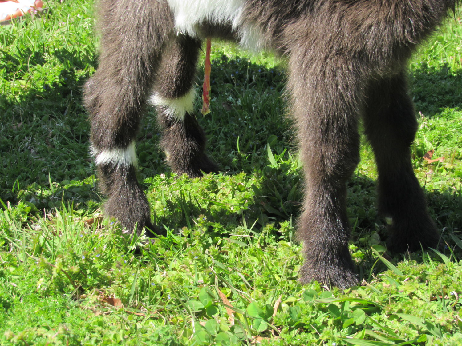 Hester Prynne Kiegh Mini  kids DOB 3.24.19 (8).JPG