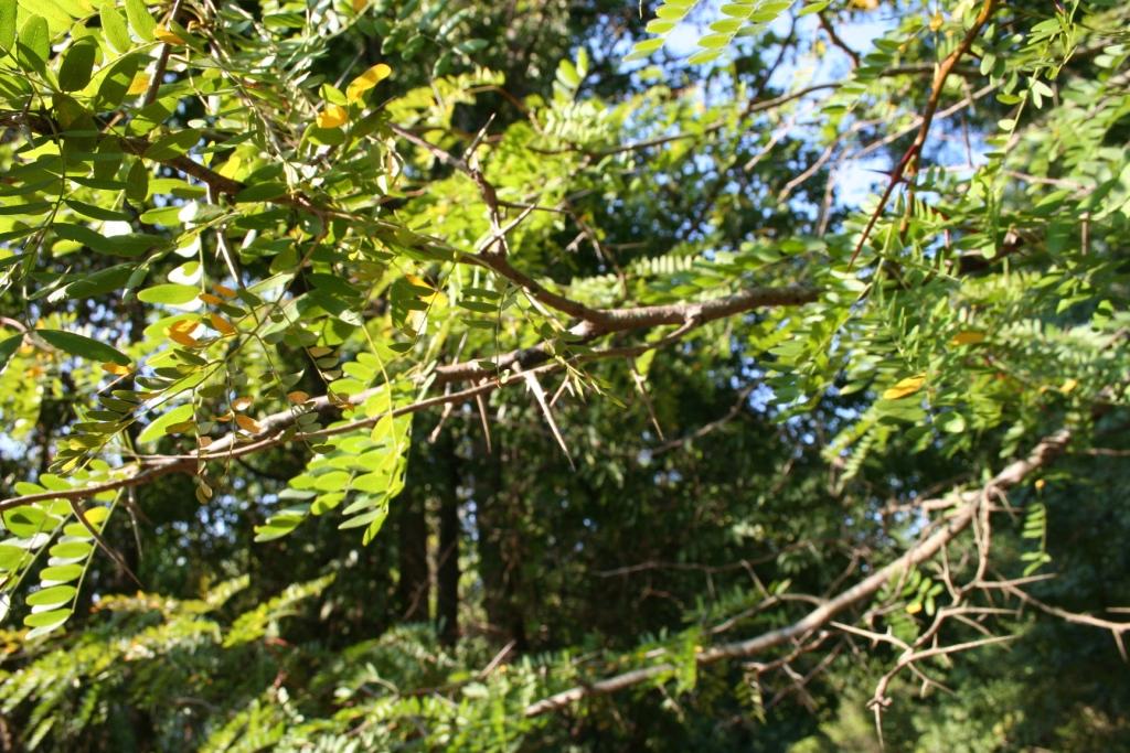 honey locust 1.JPG