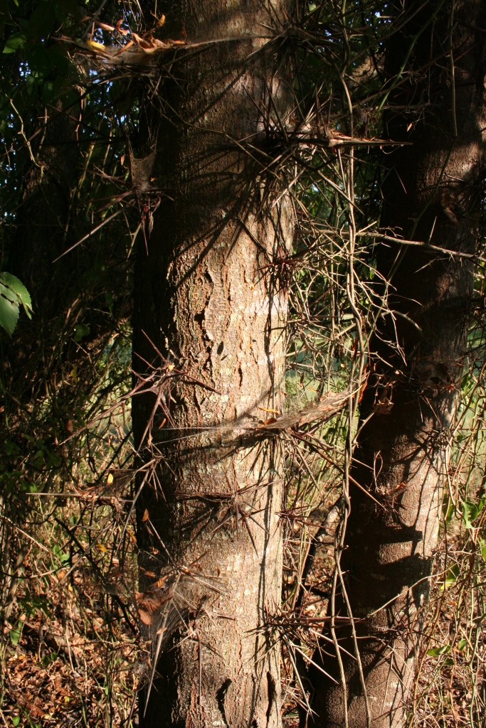 honey locust 2.JPG