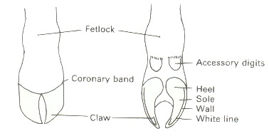 hoofdiagram.jpg