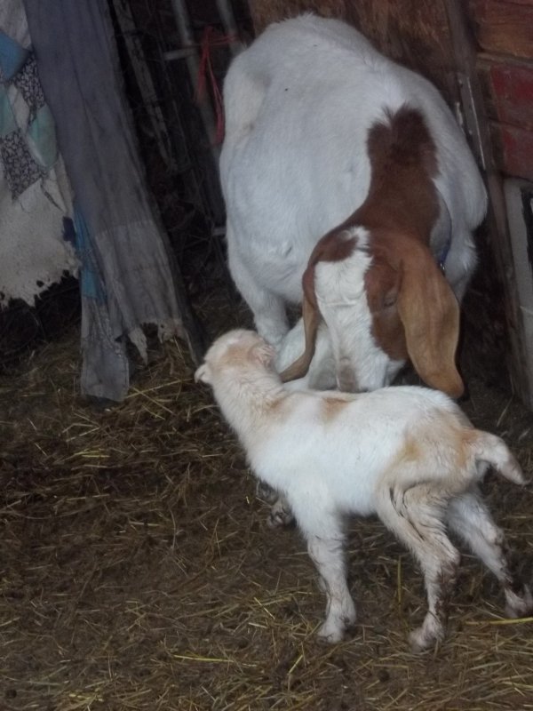 Hope and Babies 1 8 16 4 hours old 021.JPG