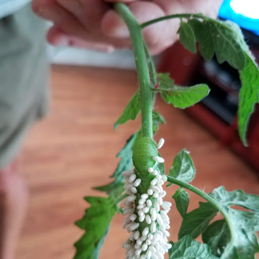 Horn worm with Braconid wasp eggs.jpg