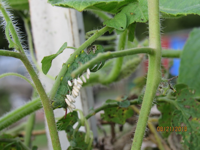 Hornworm with braconid wasp eggs.JPG