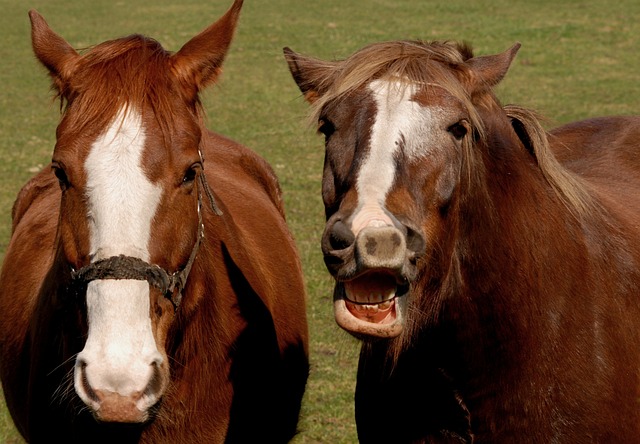 Horse Body Language & Sounds