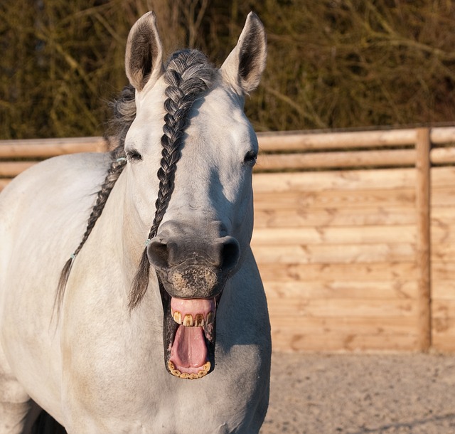 Horse Body Language & Sounds