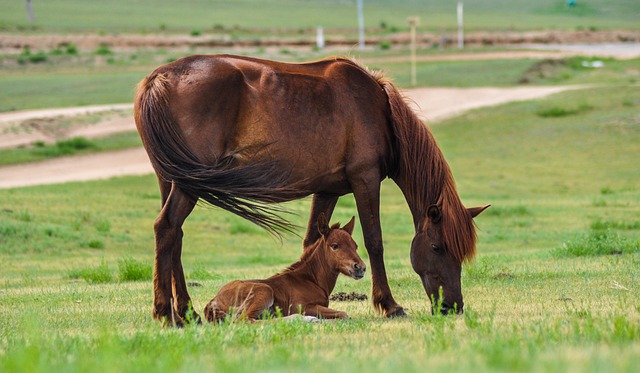 Horse Body Language & Sounds