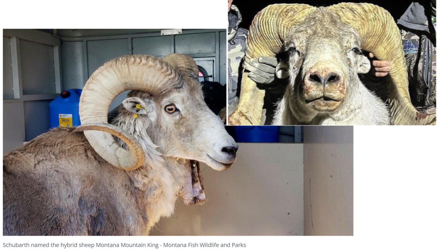 hybridsheep.jpg