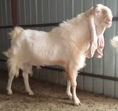 Arabic breeds goats ==> (( Hijazi )) | BackYardHerds - Goats, Horses ...