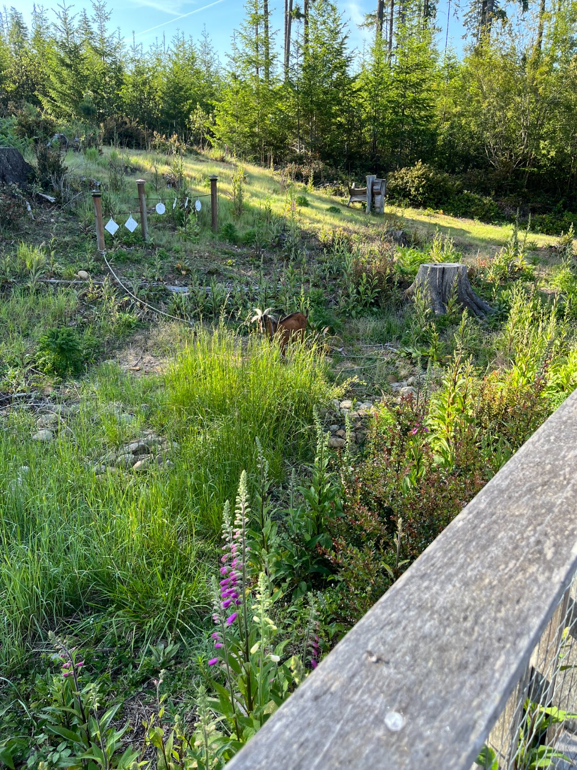 IMG_0233.jpeg