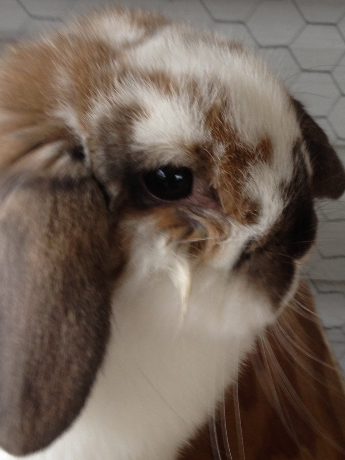 WHY IS MY RABBIT'S EYES ALWAYS TEARY? – Bunny Wonderland