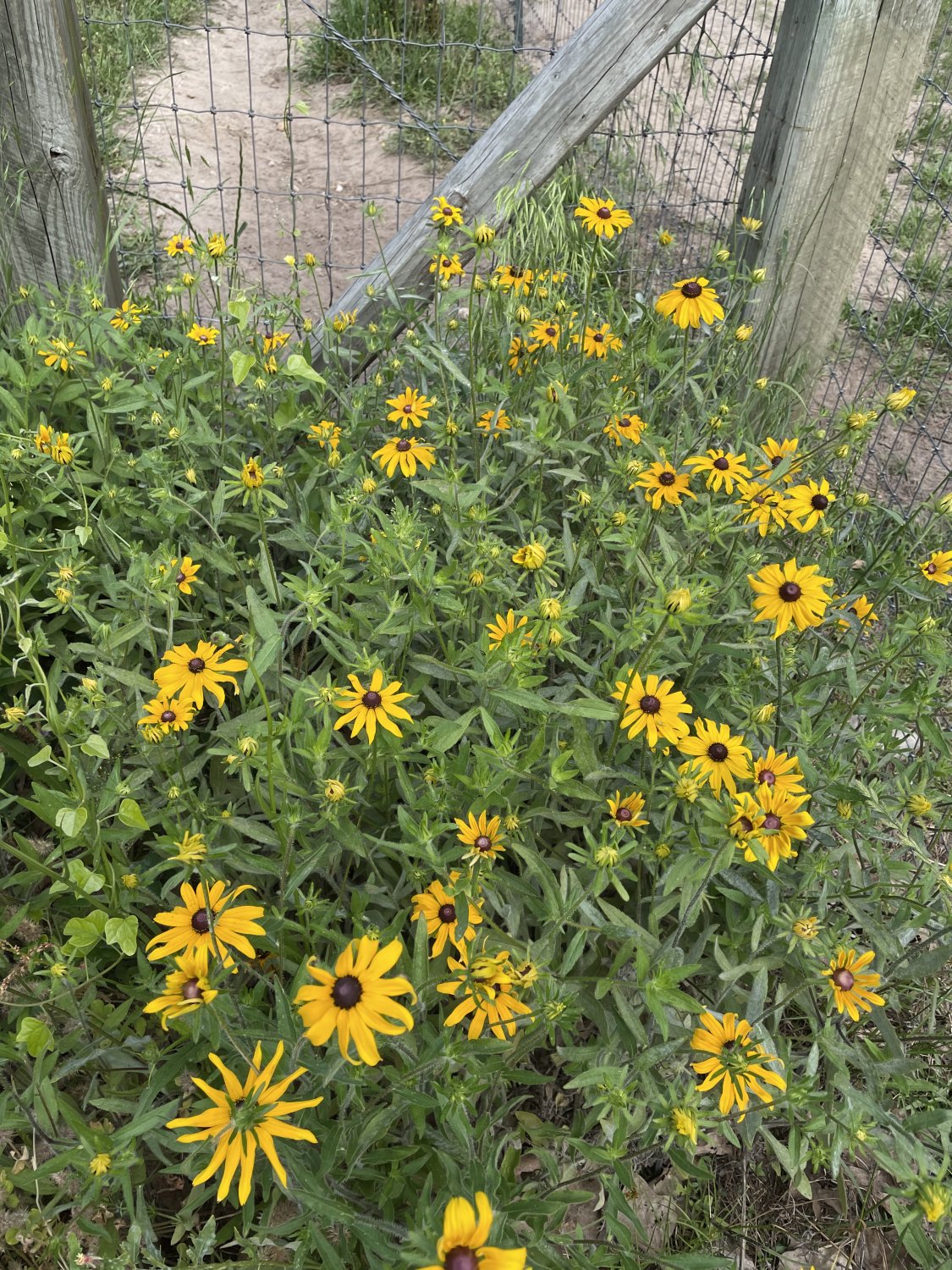 IMG_0782.jpeg