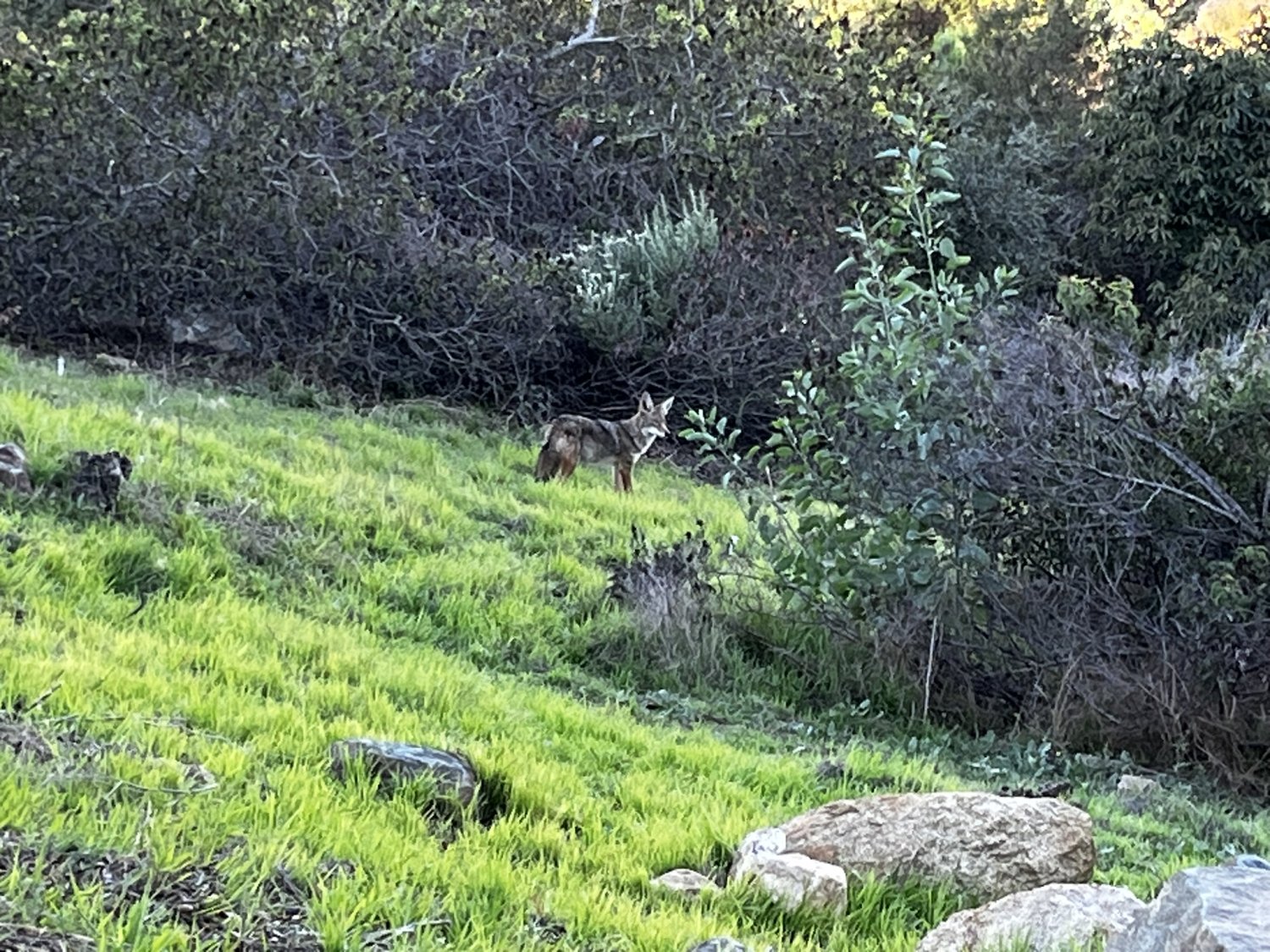 IMG_2393.jpeg