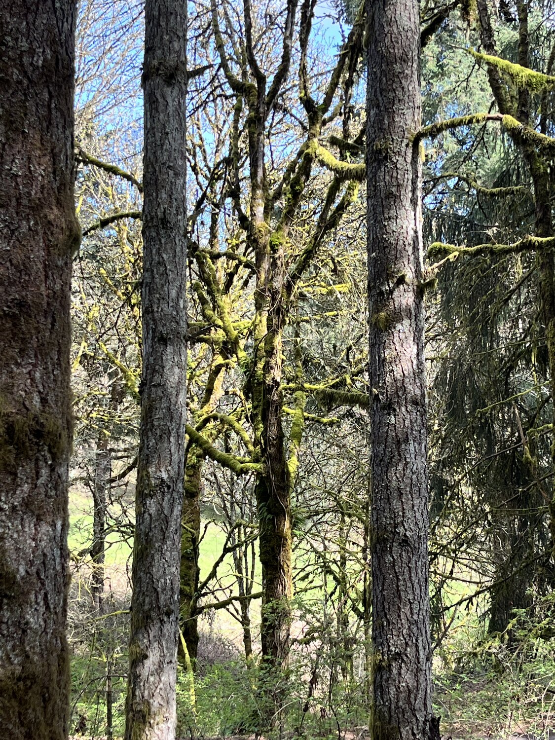 IMG_3271.JPEG